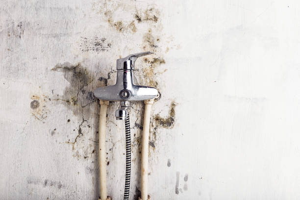 Certified Mold Removal in Heathrow, FL